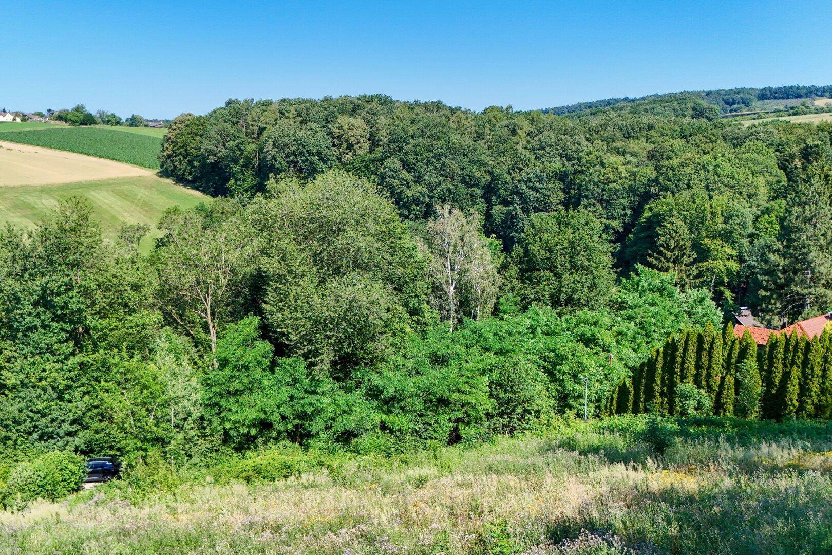 Weitläufige Naturlandschaft mit dichten Wäldern, offenen Feldern und einem Haus im Hintergrund.