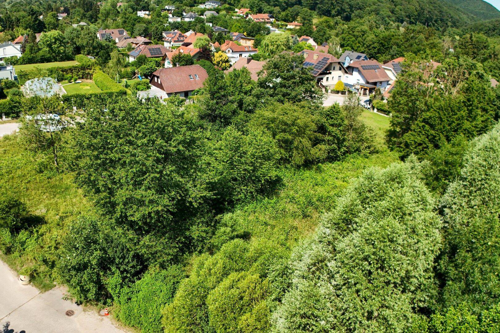 Panoramablick auf ein grünes Grundstück mit dichter Vegetation und umliegenden Wohnhäusern in einer ruhigen Wohngegend.