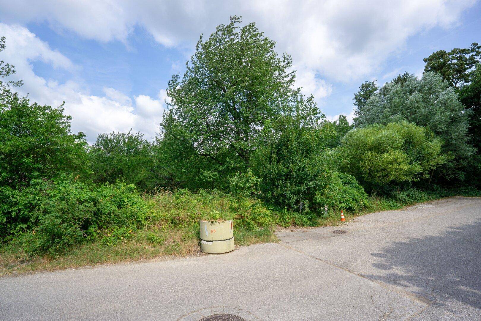 Unbebautes Grundstück mit üppiger Vegetation und einem Betonring am Straßenrand unter blauem Himmel.