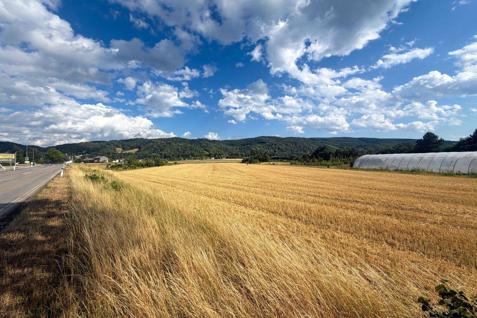 Weitläufiges Feld mit reifem Getreide, einer Straße und bewaldeten Hügeln im Hintergrund unter blauem Himmel.