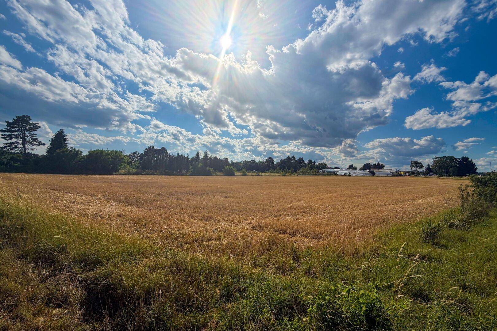Sonnenbeschienenes Feld mit hohen Gräsern und Bäumen am Horizont unter einem dramatischen Wolkenhimmel.