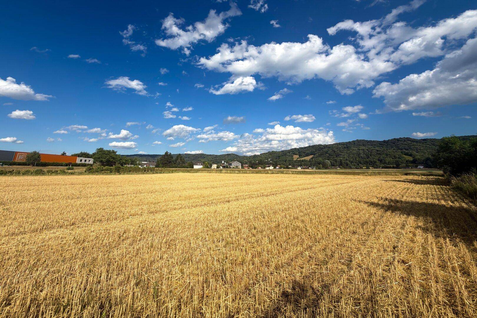 Ausgedehntes Feld mit Blick auf eine kleine Siedlung und bewaldete Hügelkette unter strahlend blauem Himmel.