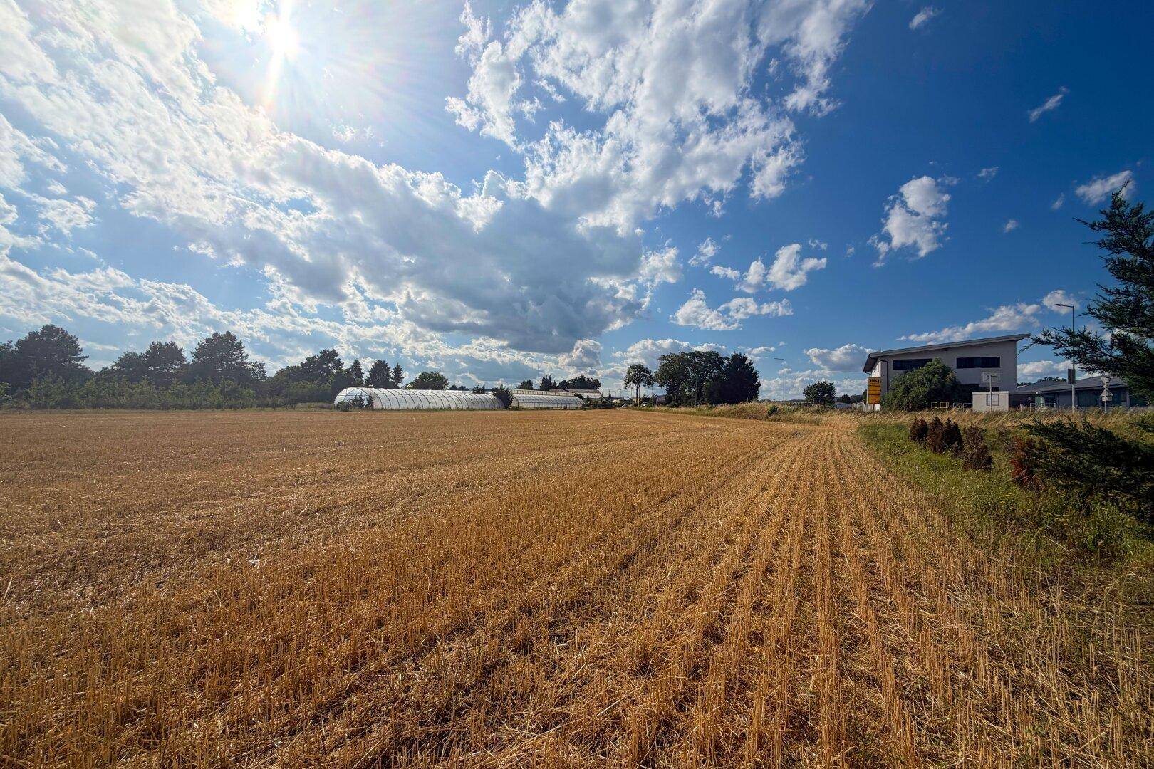 Weitläufiges Feld mit Gewächshäusern und einem modernen Gebäude am Horizont unter hellem Sonnenlicht.