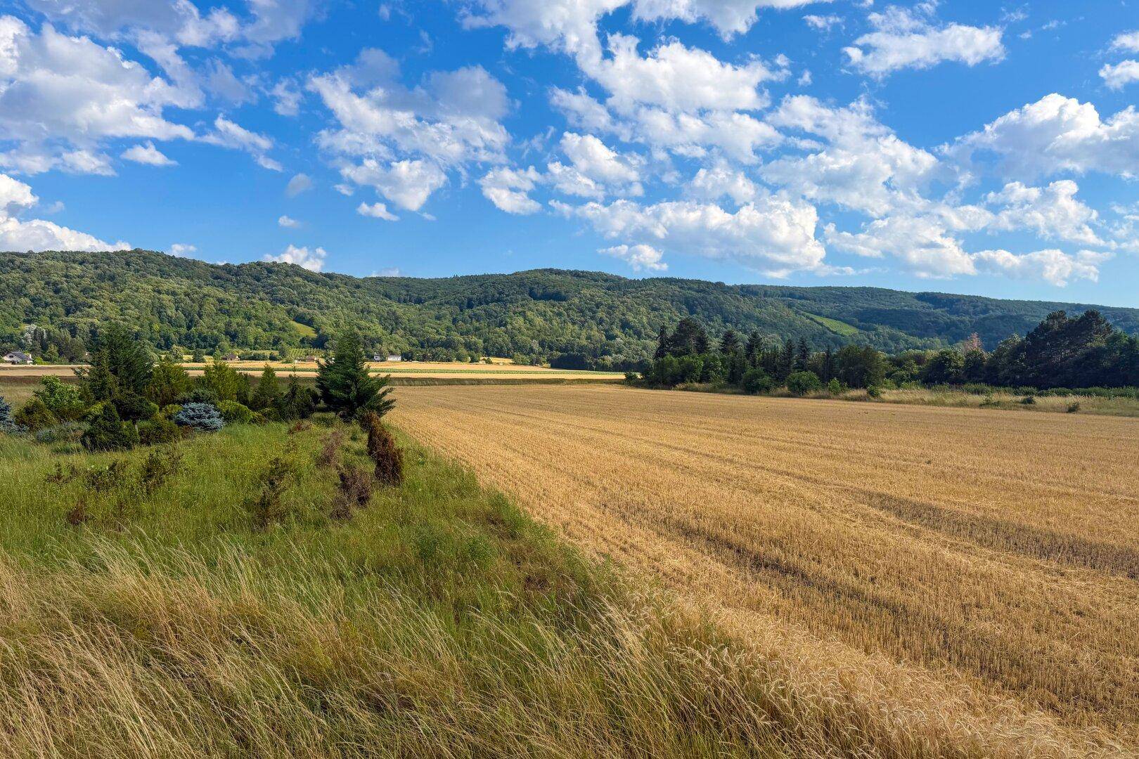 Panoramablick über ein weites Feld mit angrenzenden Gräsern und bewaldeten Hügeln in der Ferne.
