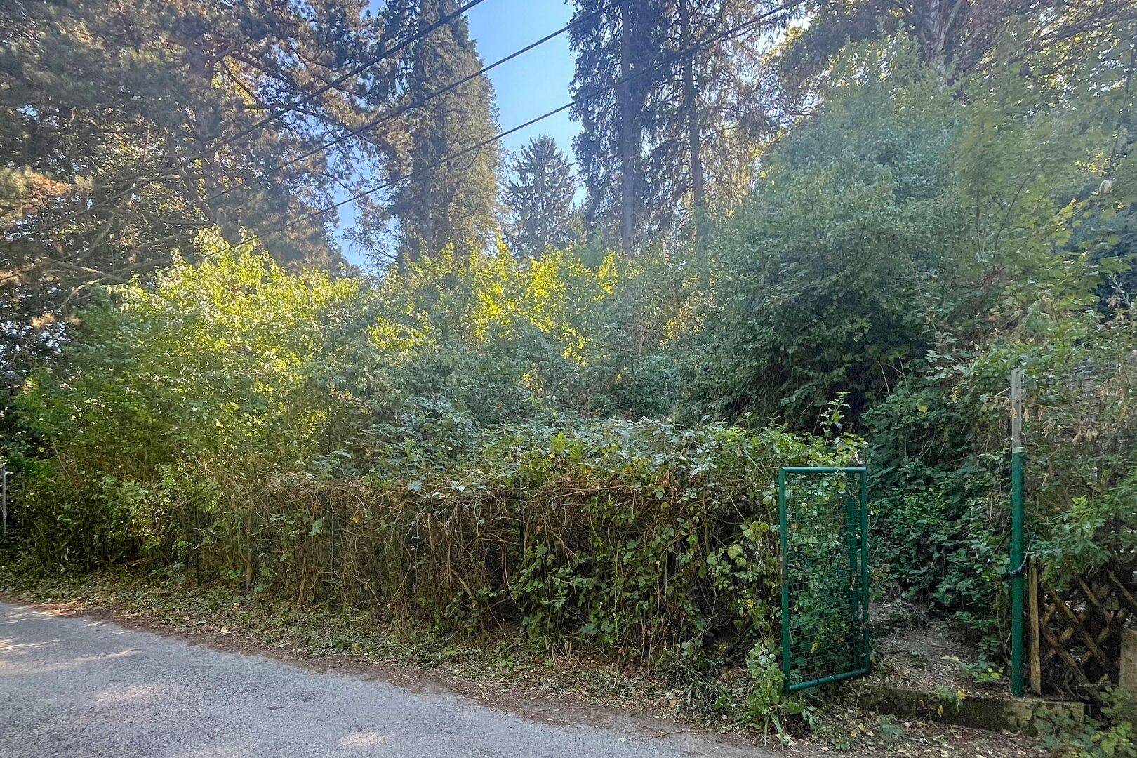 Blick auf ein weiteres verwildertes Grundstück mit Zaun und üppiger Vegetation.