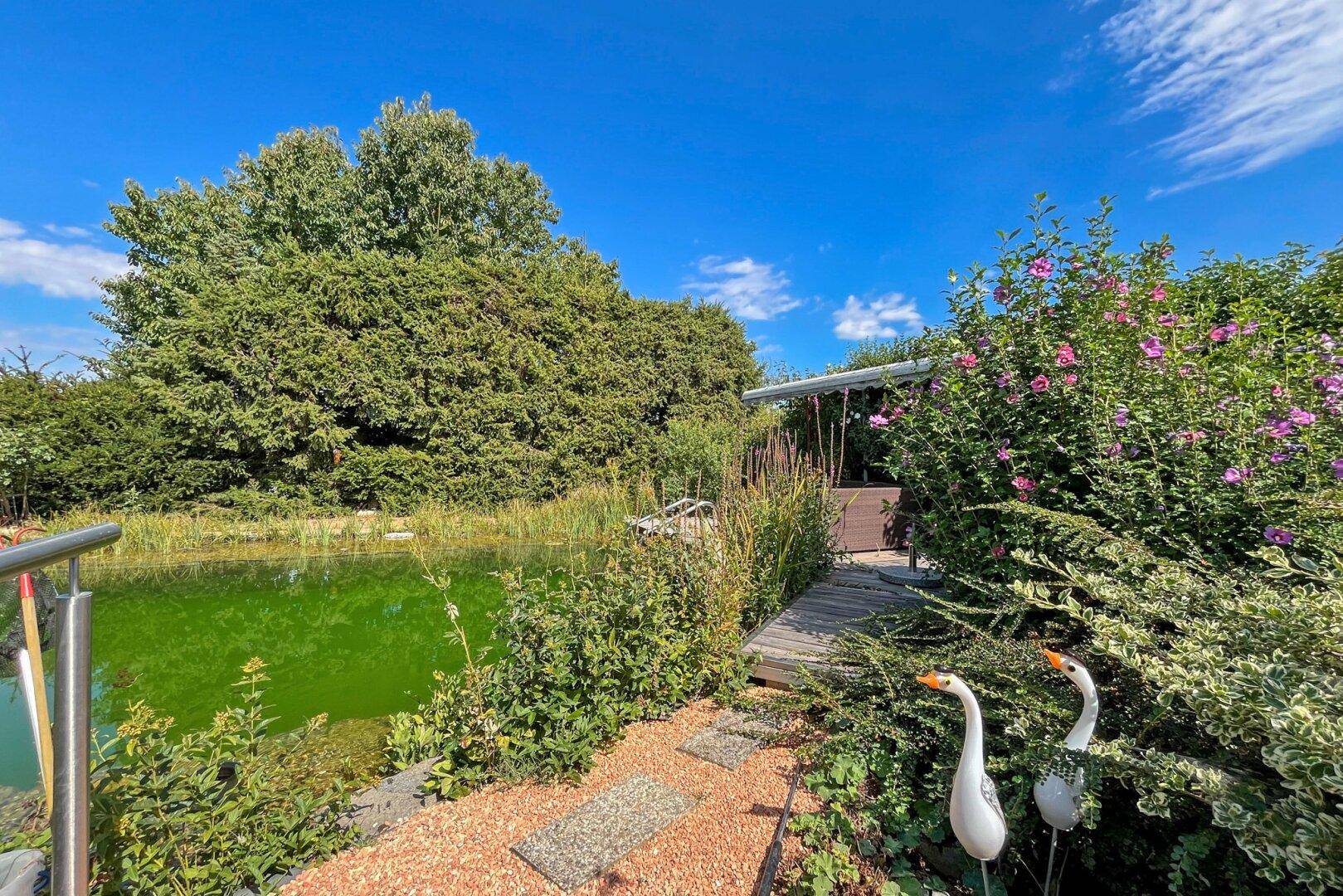 Idyllischer Naturschwimmteich umgeben von üppiger Vegetation und einem Holzsteg.