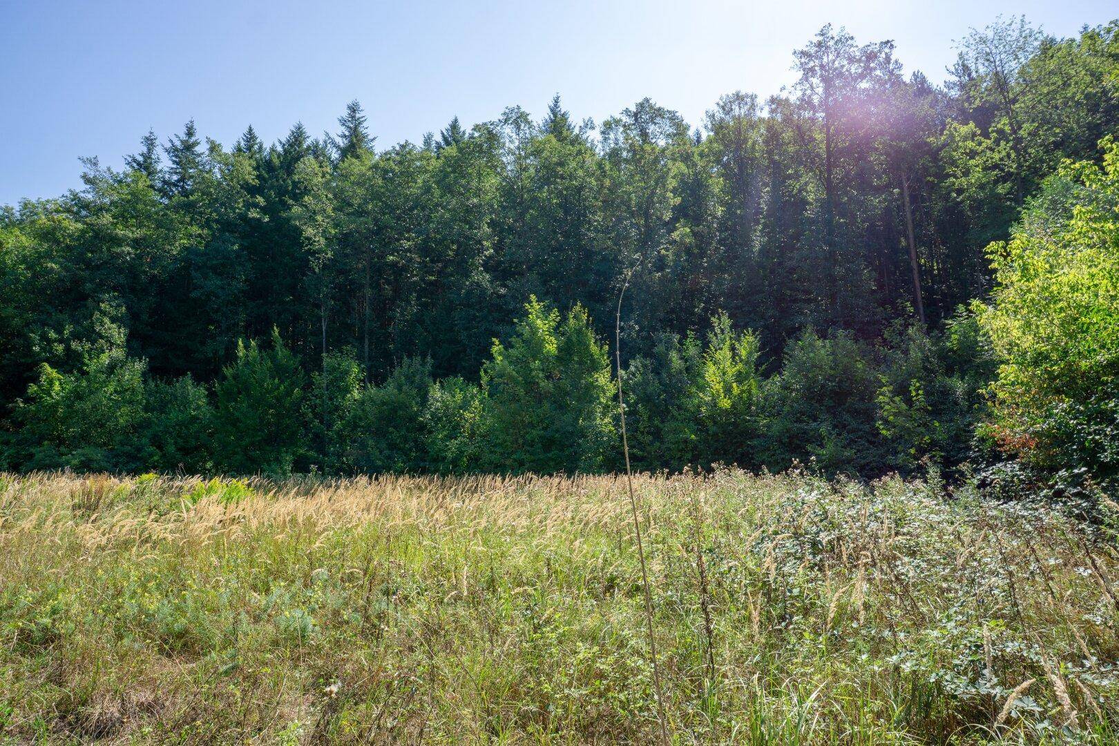 Weitläufige Wiesenfläche mit hohem Gras und einer dichten Waldgrenze im Hintergrund an einem sonnigen Tag.