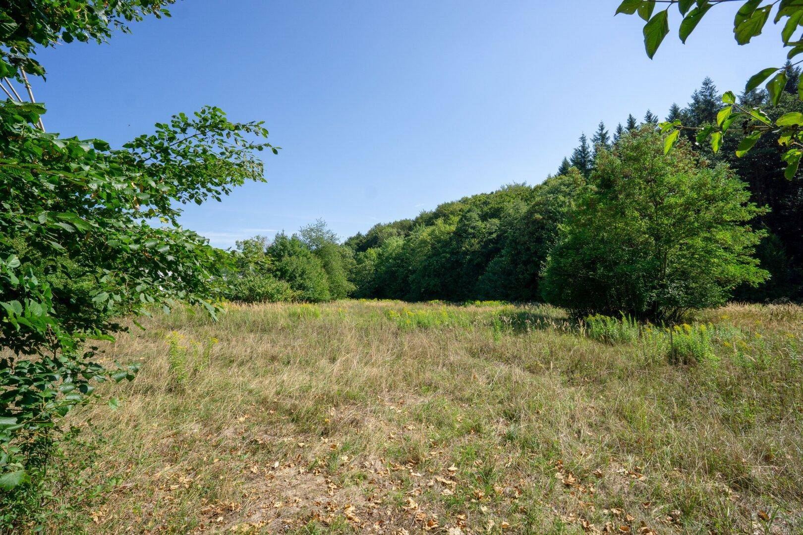Blick über eine sonnige Wiese mit hohem Gras, umgeben von dichtem Wald unter blauem Himmel.