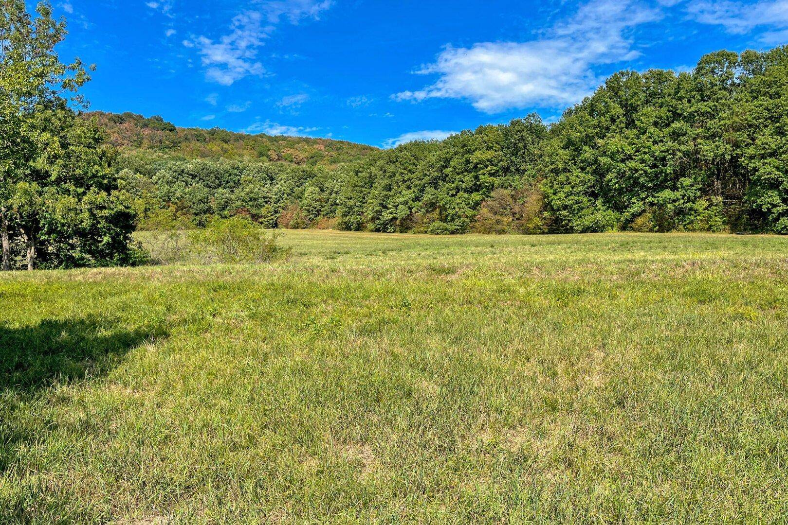 Weite grüne Wiesenlandschaft mit dichtem Wald im Hintergrund unter strahlend blauem Himmel.