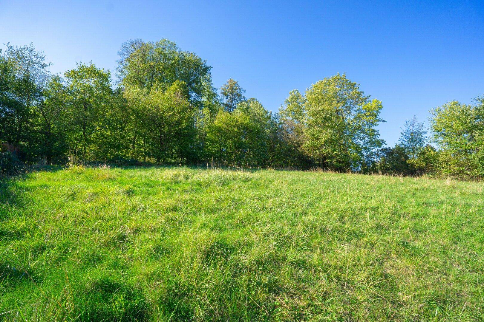 Sonnige Grünfläche mit hohem Gras und dichtem Baumbestand im Hintergrund, bietet viel Privatsphäre.