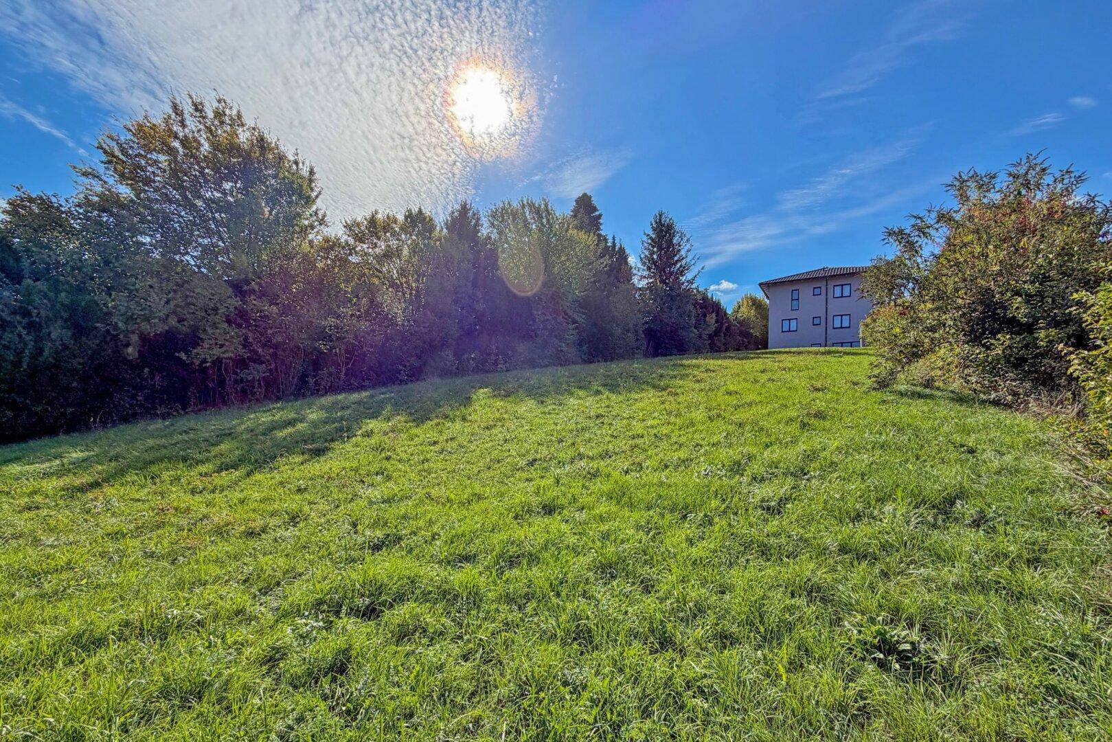 Sonnige Wiese mit hohem Gras und Bäumen im Hintergrund, unter einem strahlend blauen Himmel.