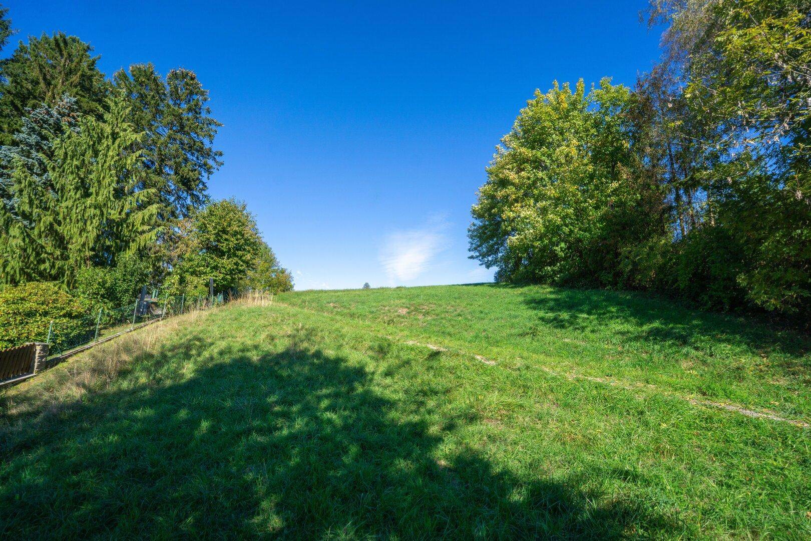 Sonniger grüner Hügel mit Bäumen am Rand und klarem blauen Himmel.