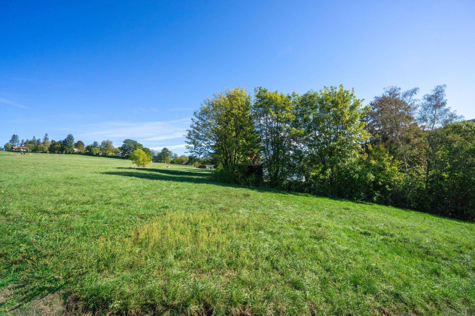 Weite grüne Wiese mit vereinzelten Bäumen und einem klaren blauen Himmel.