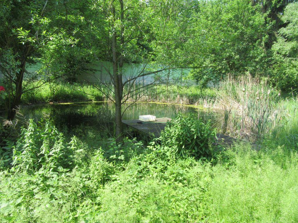 Natürlicher Teich oder kleiner See, umgeben von dichtem Grün und Schilf, im Gartenbereich gelegen.