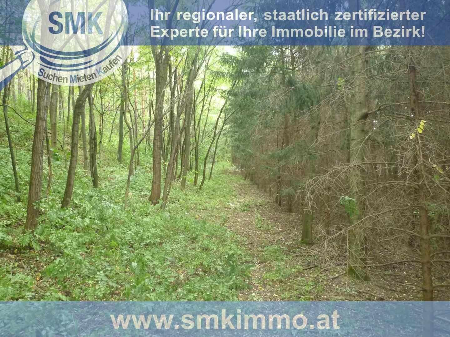 Waldweg führt durch dichte Baumreihen mit viel Grün und natürlicher Umgebung.