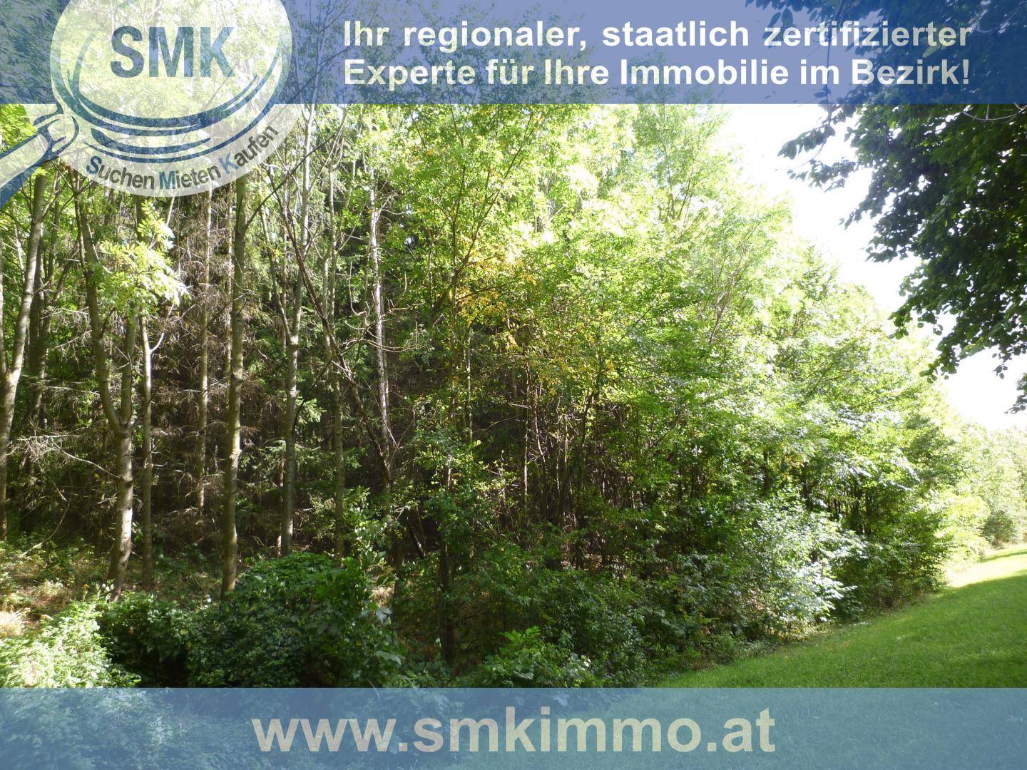 Grüne Waldlandschaft mit hohen Bäumen und einem sonnigen Wiesenstreifen.