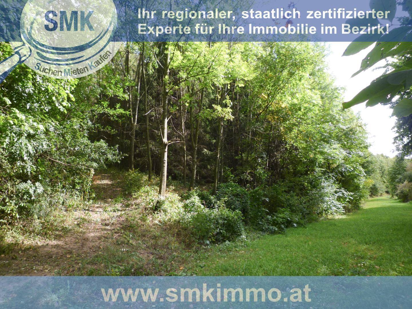 Dichter Wald mit üppigem Grün und einem sonnigen Grasstreifen am Waldrand.