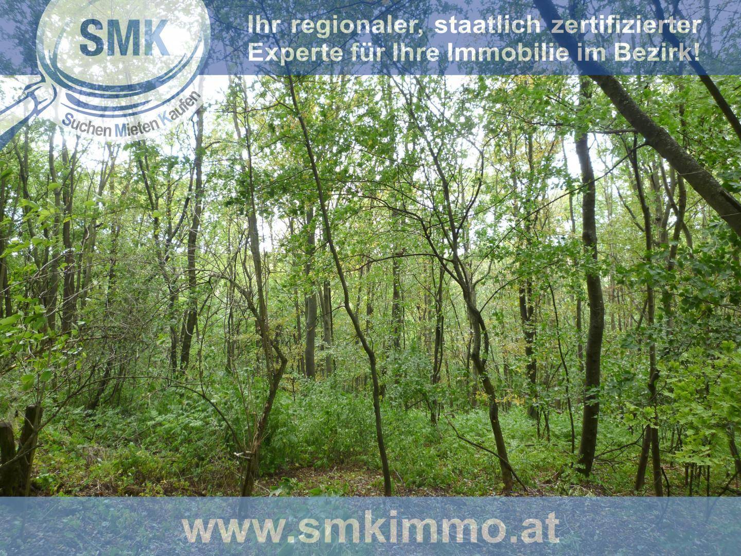 Lichter Wald mit jungen Bäumen und frischem Grün, das eine ruhige Atmosphäre schafft.