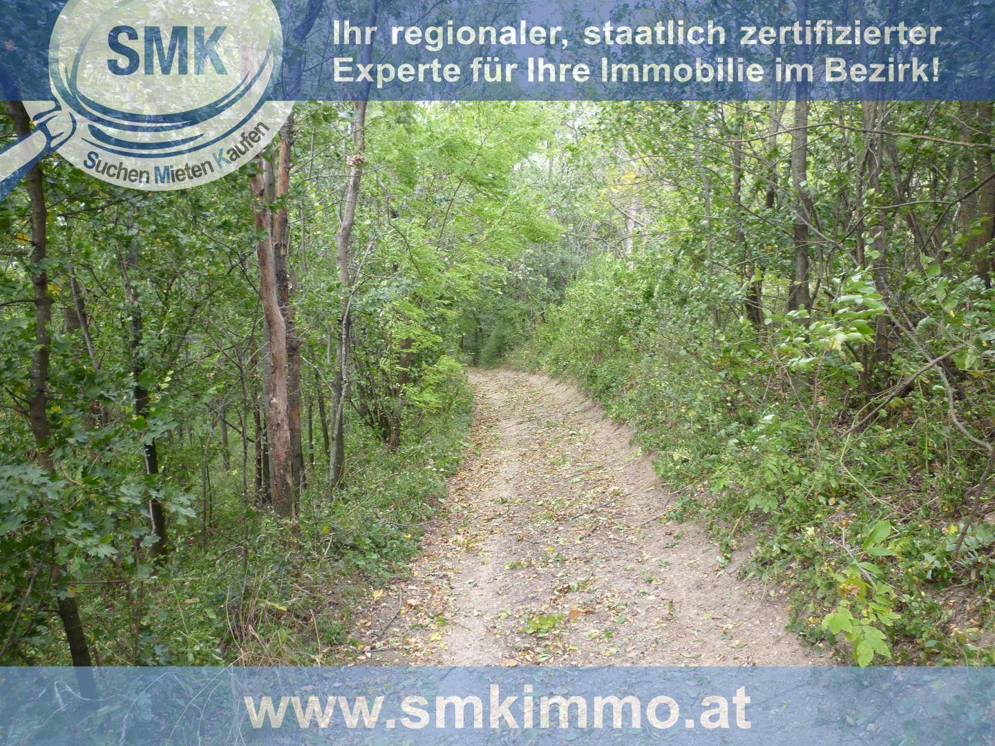 Unbefestigter Waldweg schlängelt sich durch dichte Vegetation und hohe Bäume.