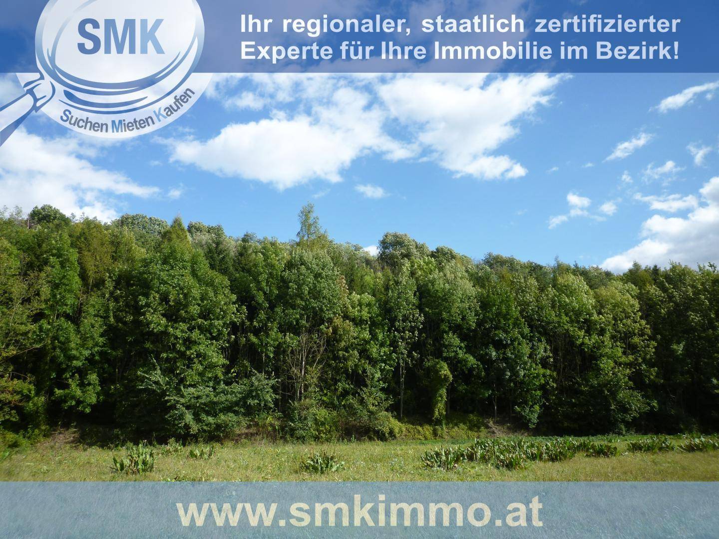 Weitläufige Waldlandschaft mit grünen Bäumen und einer Wiese unter blauem Himmel.