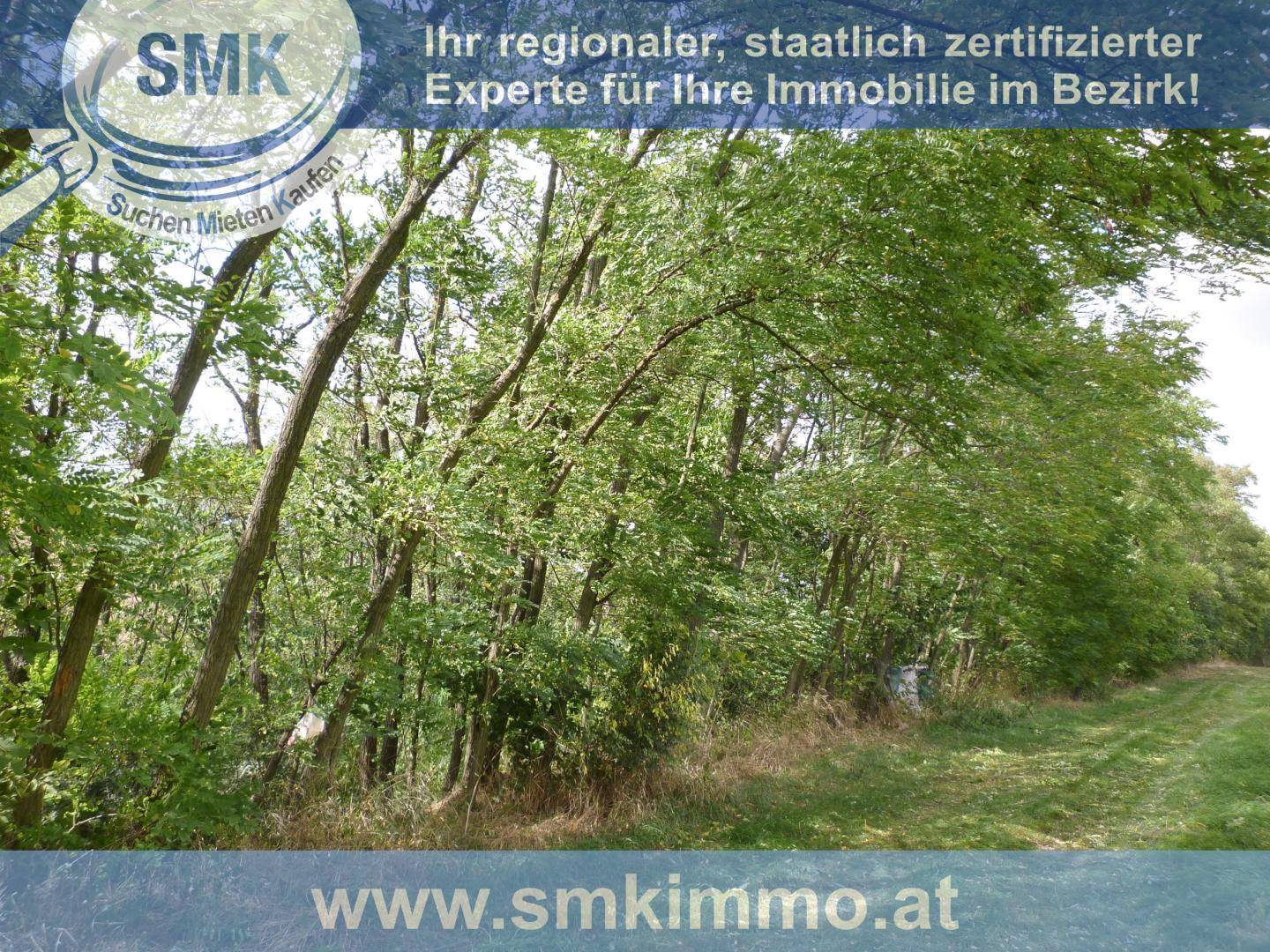 Baumreihe am Rande eines Feldes mit viel Grün und offener Landschaft.