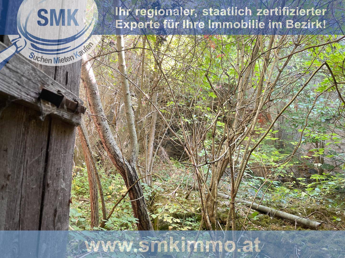 Naturbelassener, dicht bewachsener Gartenbereich mit Bäumen und Sträuchern.