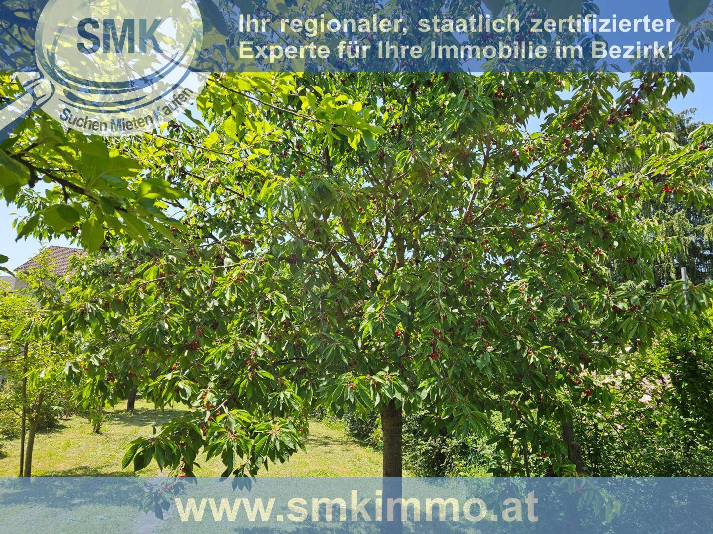 Nahaufnahme eines Obstbaumes mit reifen roten Früchten und dichtem grünen Laub.