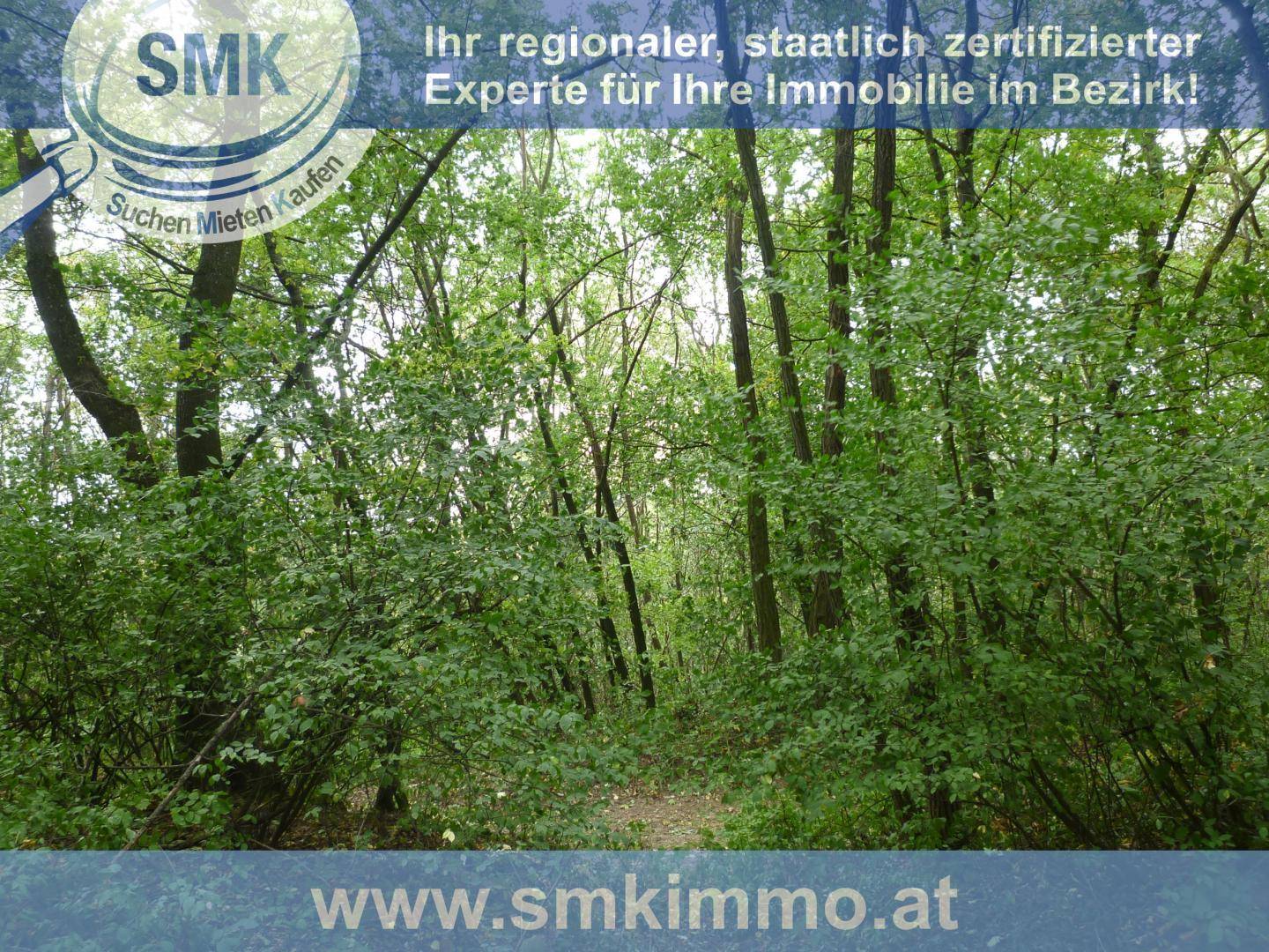 Dichter Wald mit üppigem grünen Laubwerk und zahlreichen Baumstämmen, die eine natürliche Umgebung bilden.