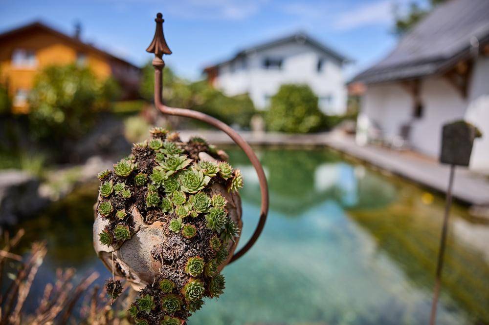 Detailaufnahme einer dekorativen Pflanze im Garten mit einem natürlichen Schwimmteich im Hintergrund.