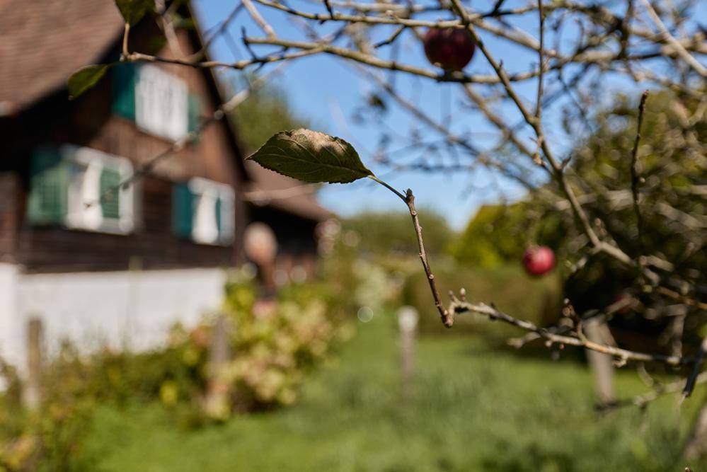 Nahaufnahme eines Apfelbaums im Garten mit dem traditionellen Haus im Hintergrund.