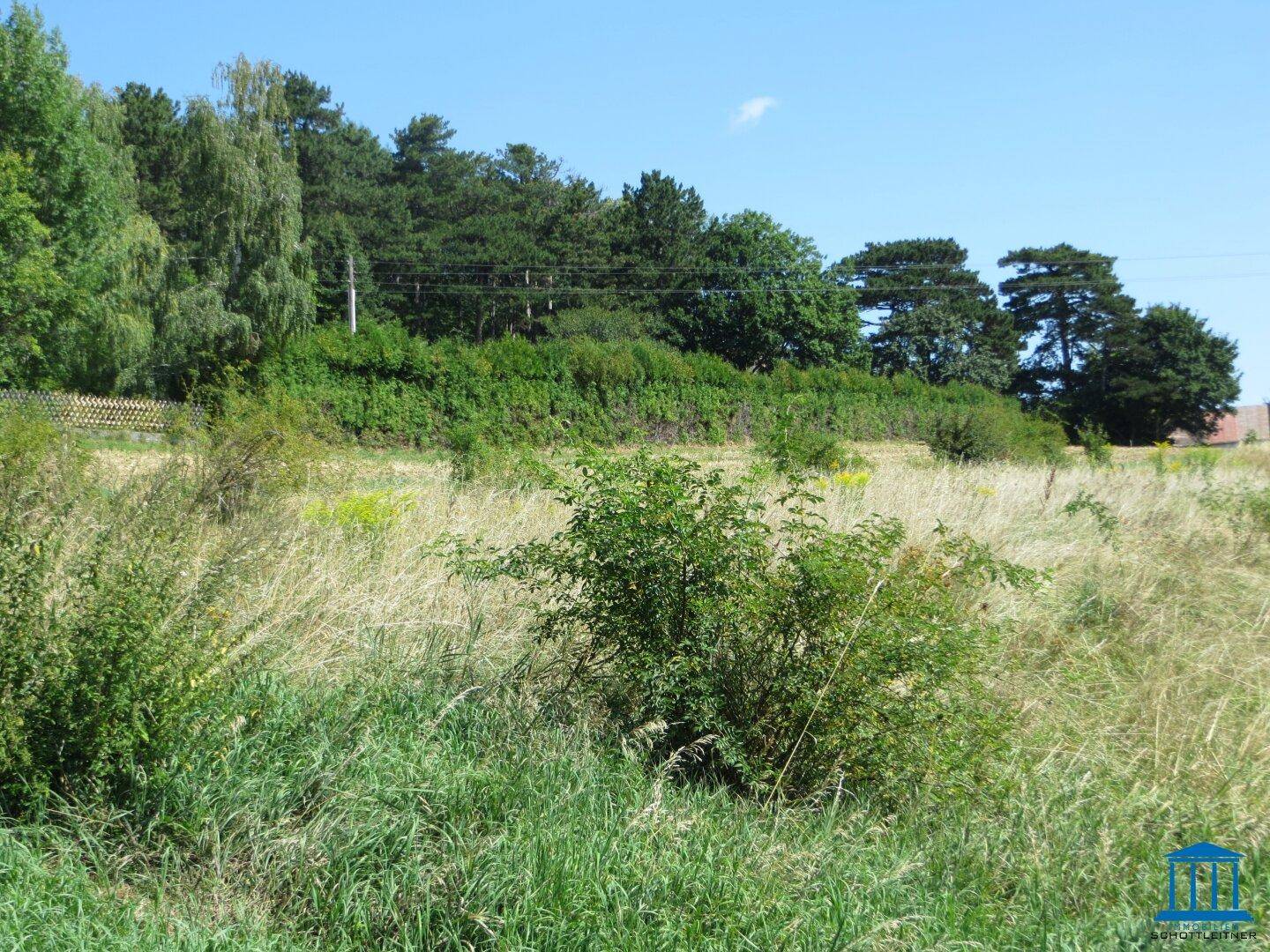 Unbebautes Grundstück mit hohem Gras, Sträuchern und Waldrand im Hintergrund bei sonnigem Wetter.