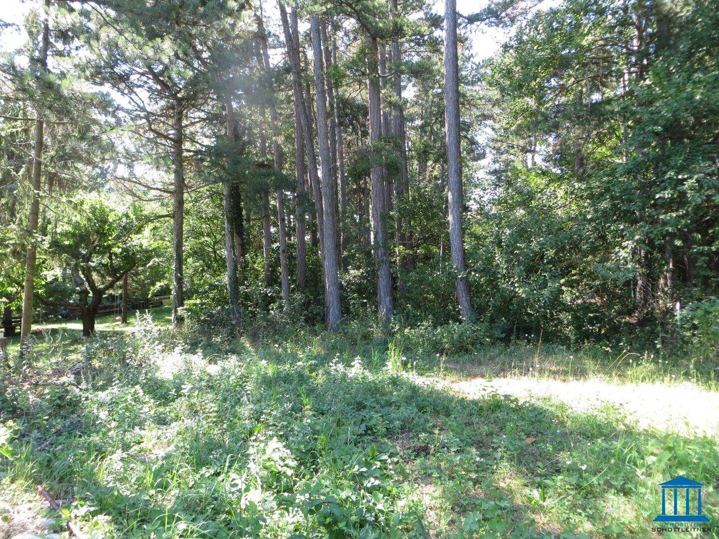 Lichtdurchfluteter Waldrand mit hohen Nadelbäumen und dichter Unterholzvegetation an einem sonnigen Tag.