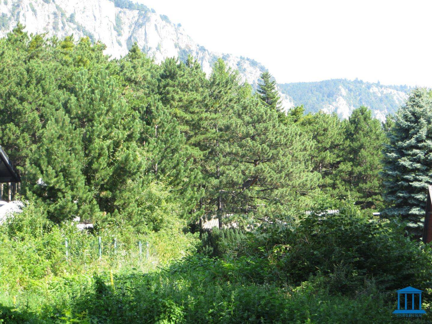 Blick auf dichte Nadelwälder im Vordergrund und majestätische Felsformationen der Berge im Hintergrund.