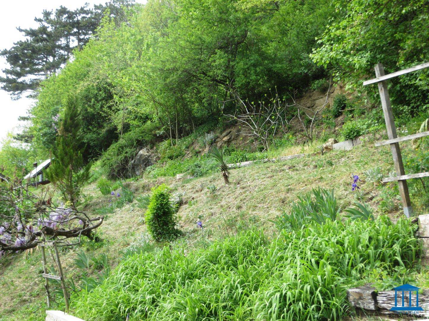 Steiler, grüner Hang mit üppiger Vegetation und Bäumen im Hintergrund.