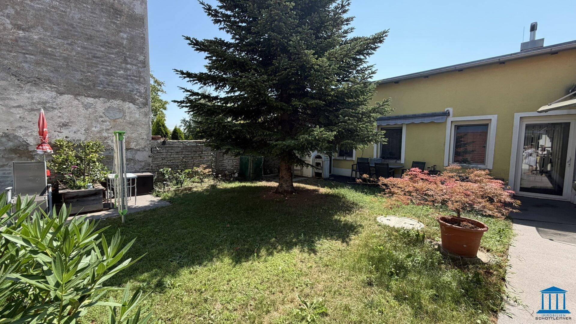 Grüner Garten mit einem großen Nadelbaum, Rasenfläche und Blick auf die Gebäudefassade.