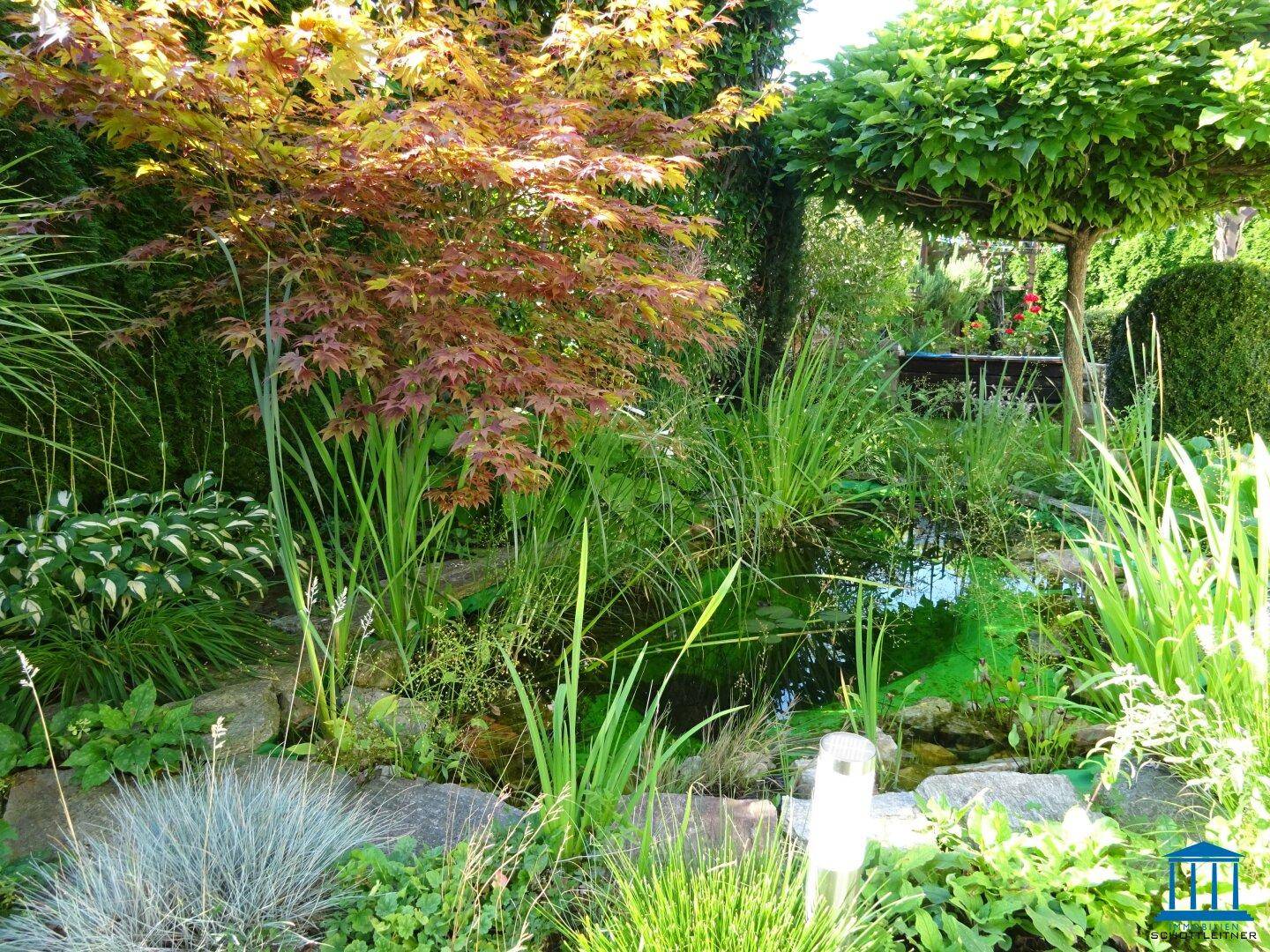 Idyllischer Gartenteich mit Wasserpflanzen und umgebender Vegetation, ein ruhiger Rückzugsort.