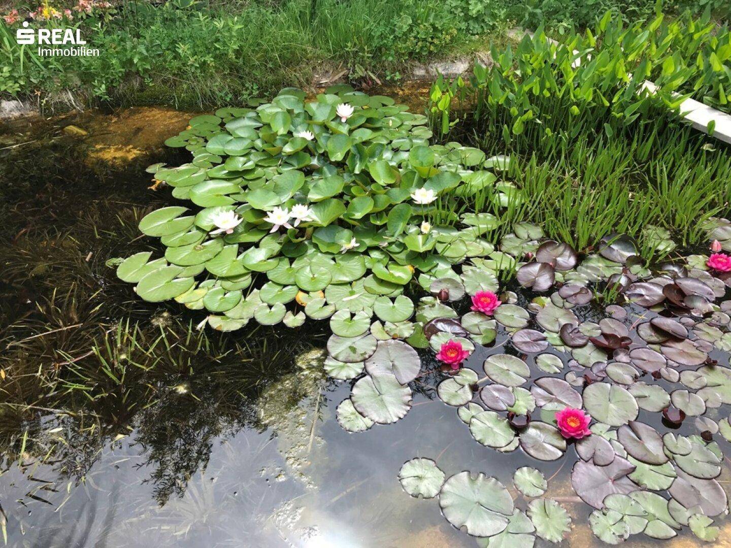 Seerosen im Regenerationsbecken