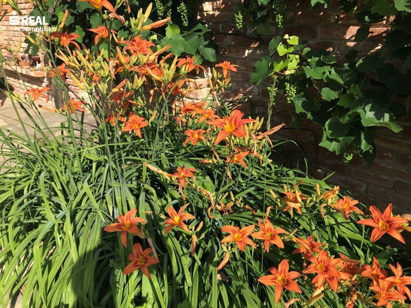 Lilienpracht im Sommer