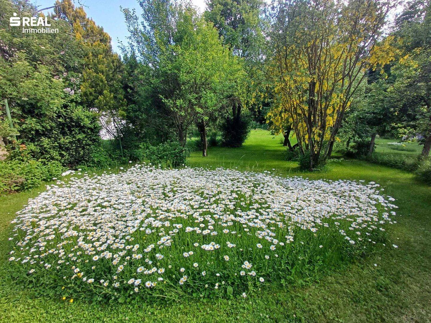 Weite Rasenfläche mit einem großen Feld von Gänseblümchen und schattenspendenden Bäumen.