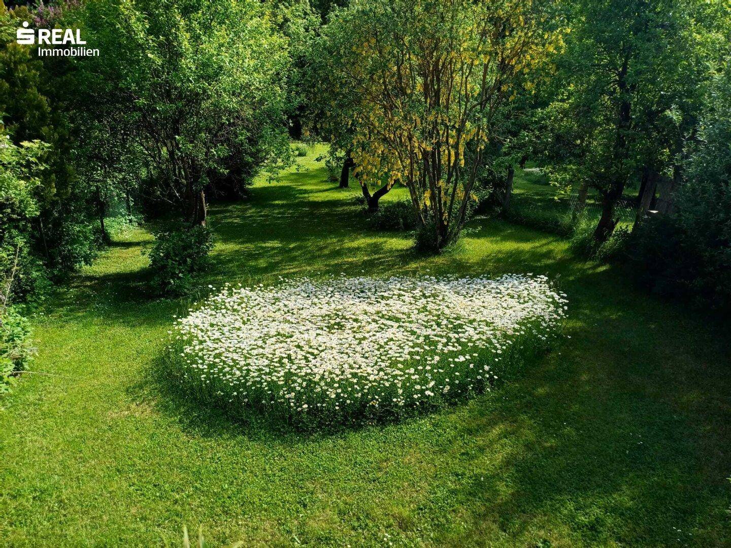 Idyllische Gartenlandschaft mit einer großen Wiese voller Gänseblümchen und alten Bäumen.