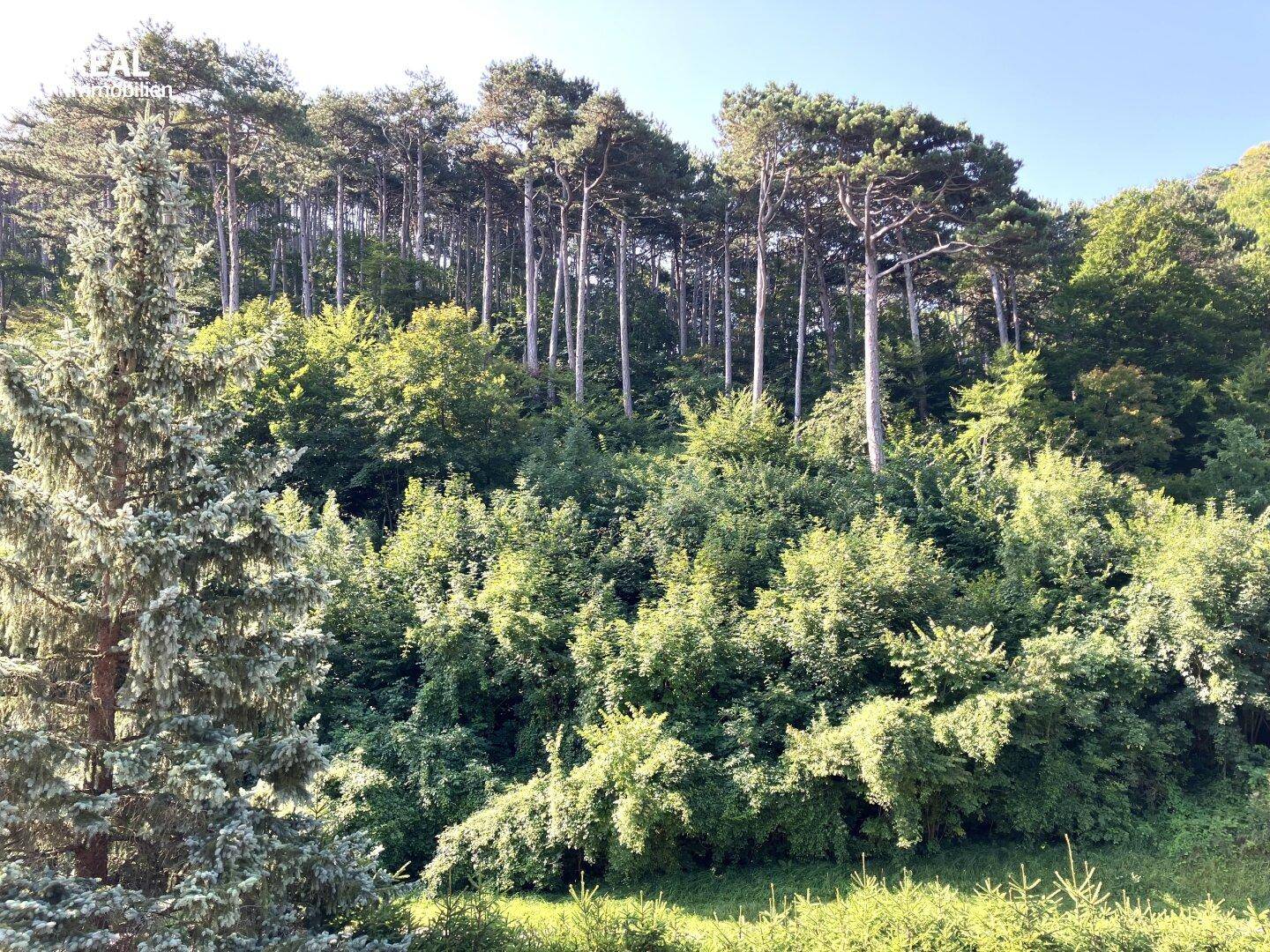 Üppige grüne Landschaft mit hohen Bäumen und dichtem Wald, die eine idyllische Umgebung schafft.