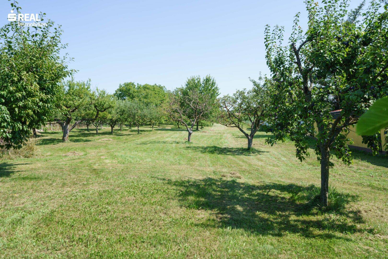 Weitläufiger Obstgarten mit vielen jungen und alten Bäumen unter blauem Himmel.
