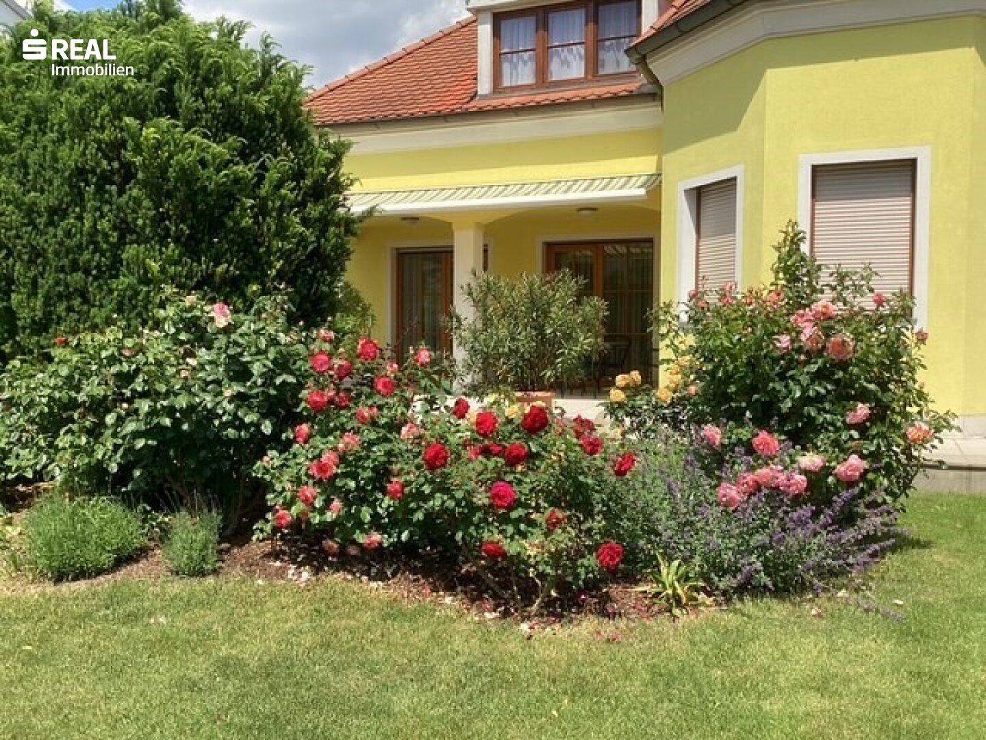 Detailansicht des blühenden Rosengartens vor dem gelben Haus mit geschlossenen Rollläden.