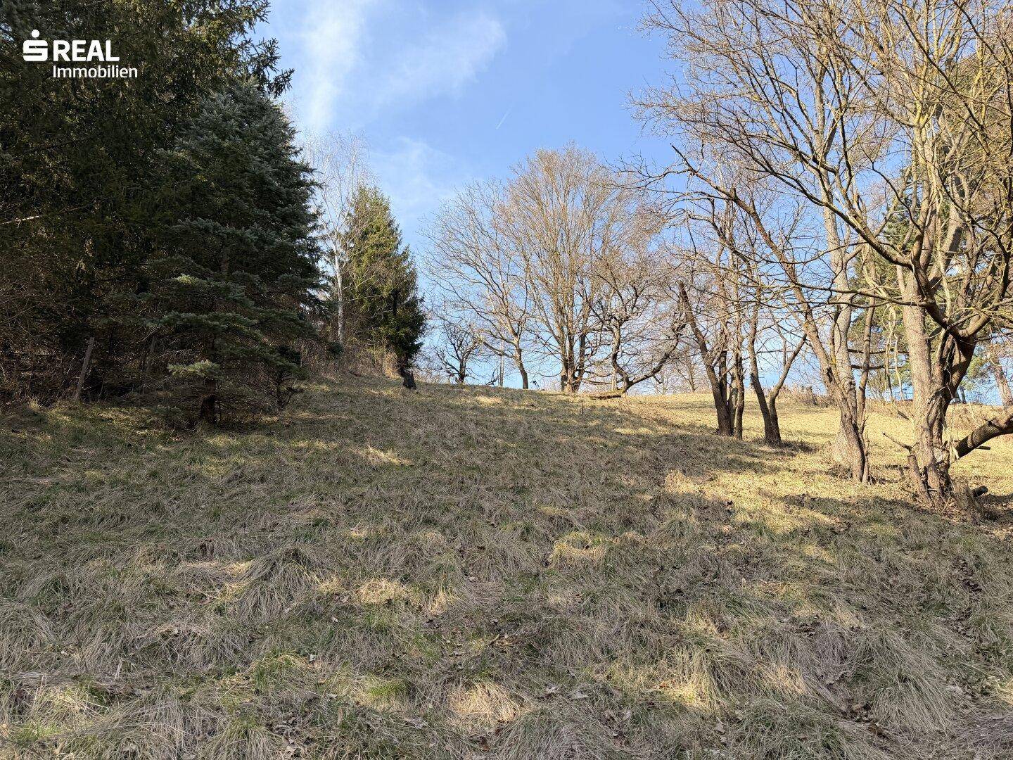 Weitläufige, naturbelassene Rasenfläche am Hang mit Bäumen und Blick in die grüne Umgebung.