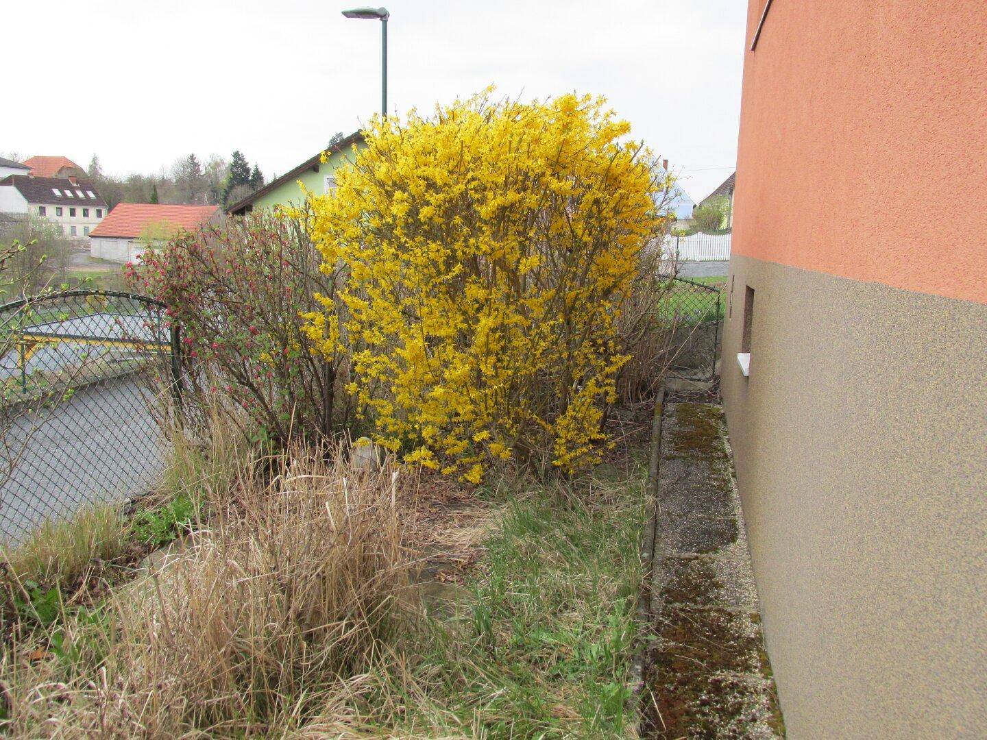 Blühender gelber Forsythienstrauch neben der Hauswand mit oranger Fassade.