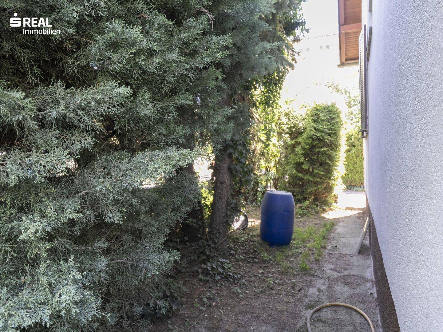Seitlicher Gartenbereich mit hohen Bäumen, Efeu und einem blauen Regenfass.