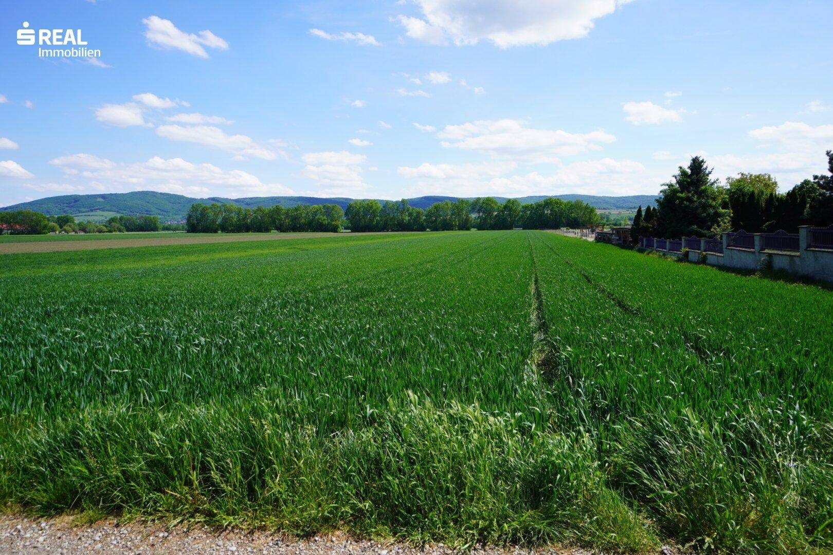 Panoramablick über ein ausgedehntes grünes Feld mit sanften Hügeln am Horizont unter blauem Himmel.