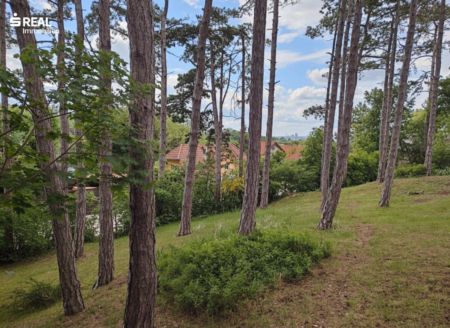 Aussicht durch Baumstämme auf Wohngebäude und eine ferne Stadtansicht am Horizont.
