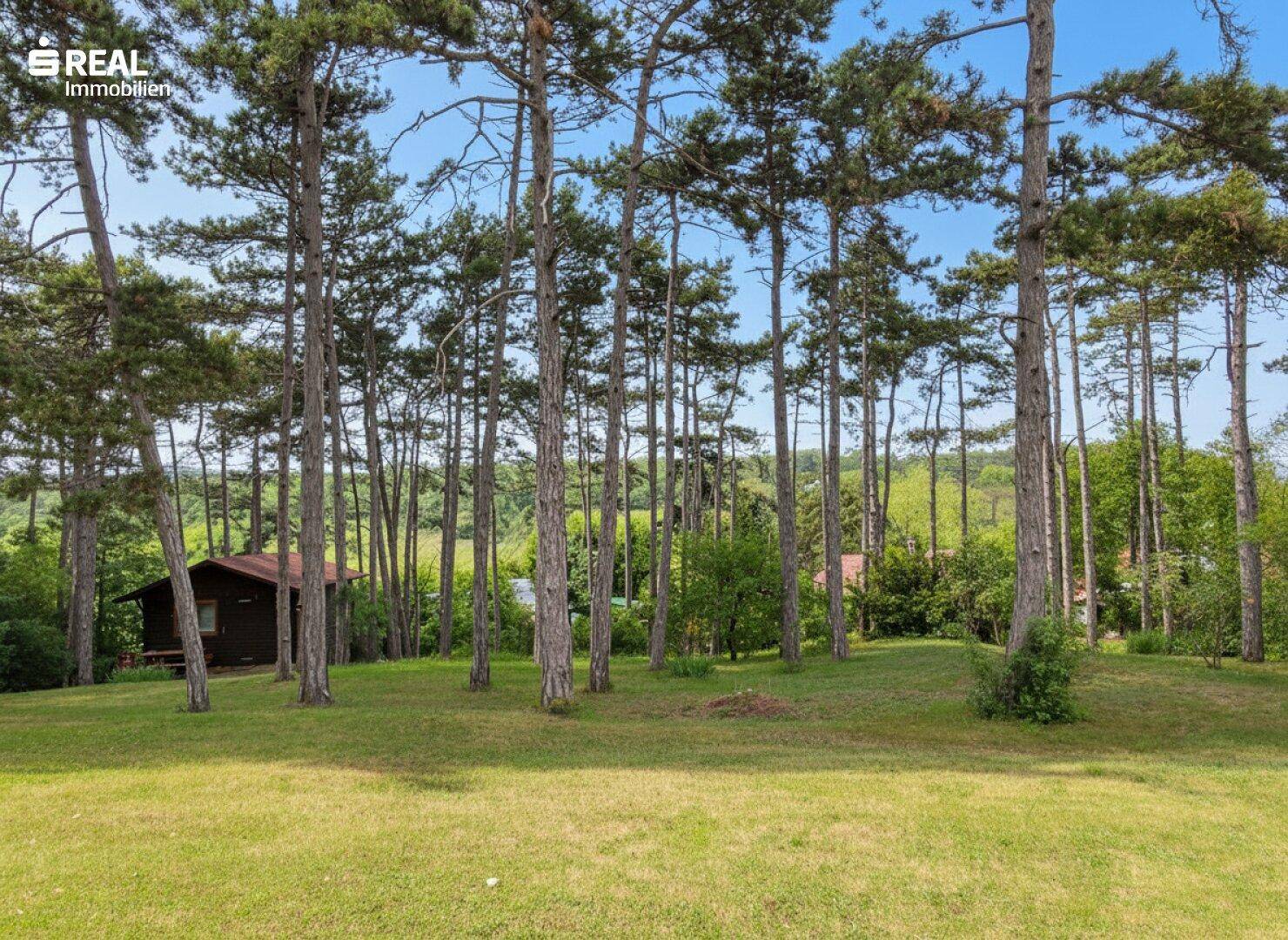 Weite grüne Wiese mit zahlreichen hohen Bäumen und einer kleinen Holzhütte im Hintergrund.