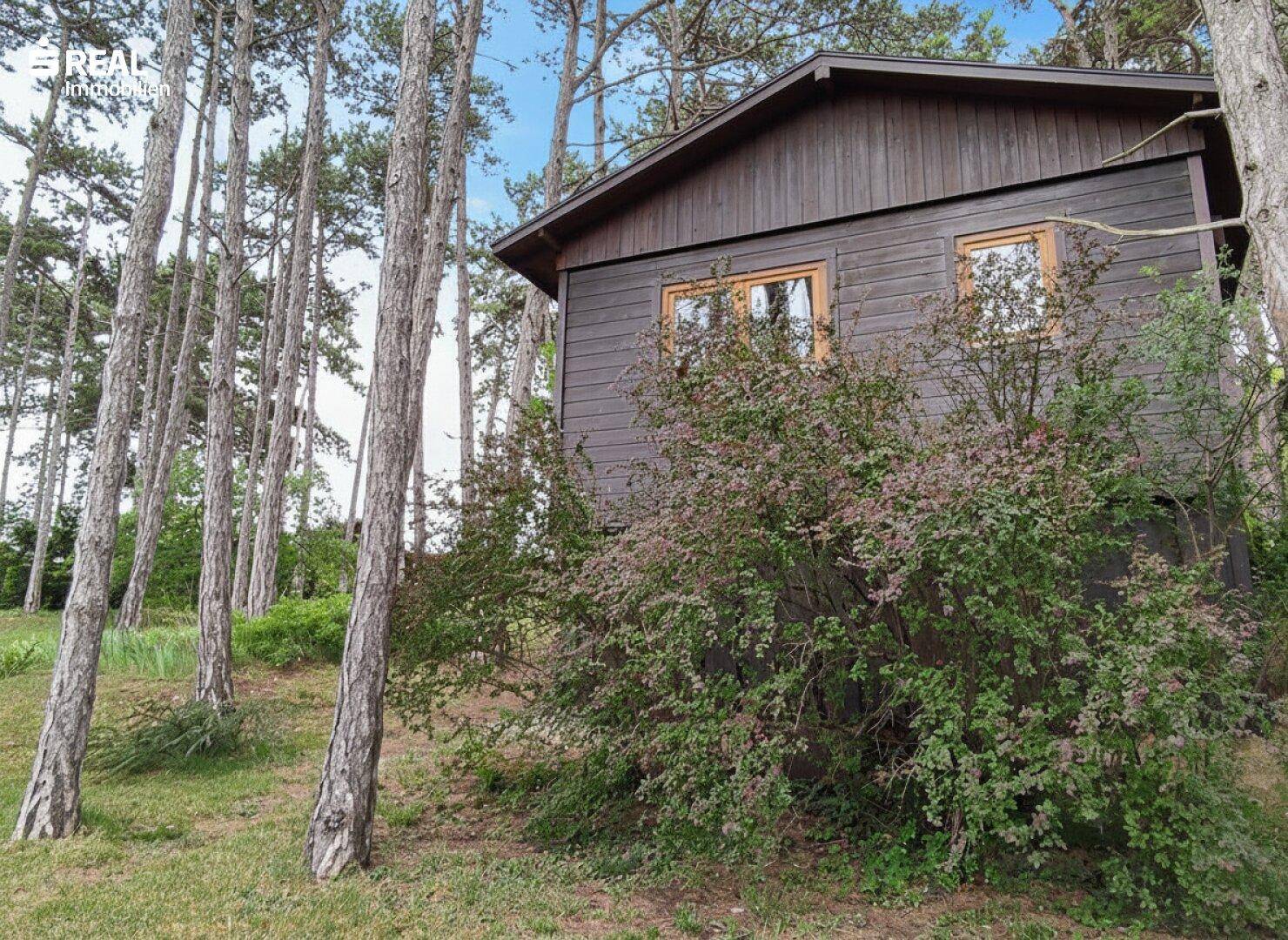 Nahaufnahme der braunen Holzhütte mit kleinen Fenstern und einem blühenden Busch davor.